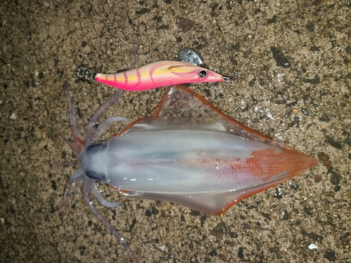 ソデイカの釣果