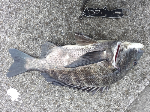 チヌの釣果