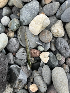 カマスの釣果