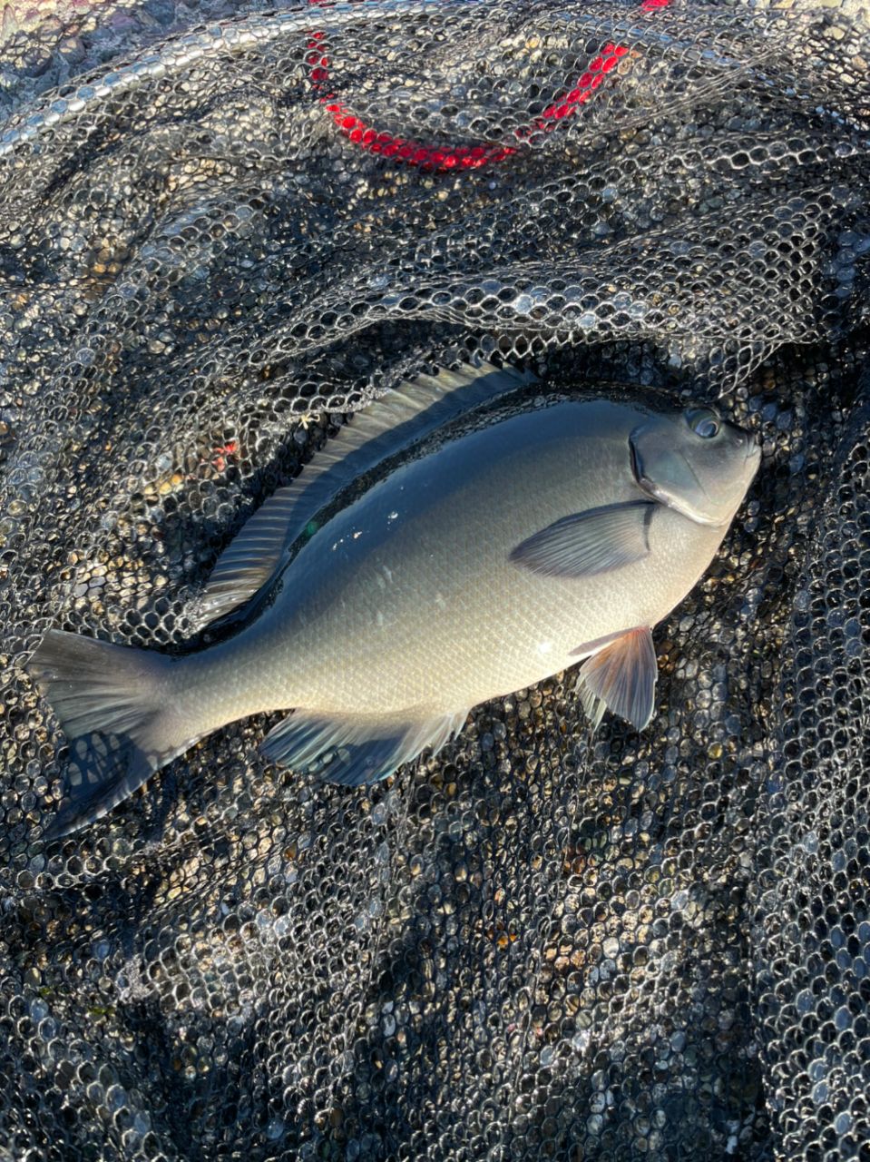 よしよし0929さんの釣果 3枚目の画像