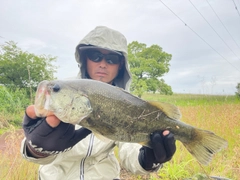 ブラックバスの釣果