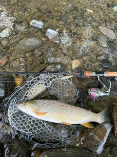 ブラウントラウトの釣果