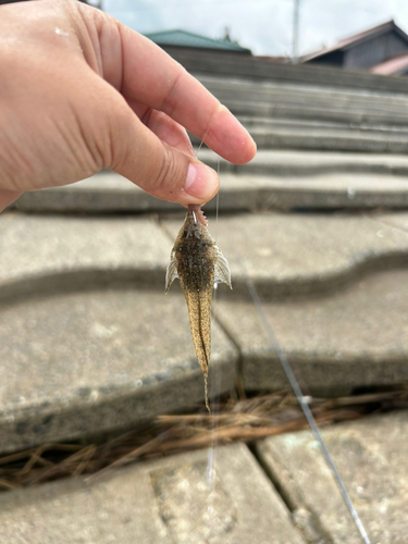 メゴチの釣果