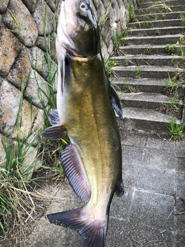 アメリカナマズの釣果