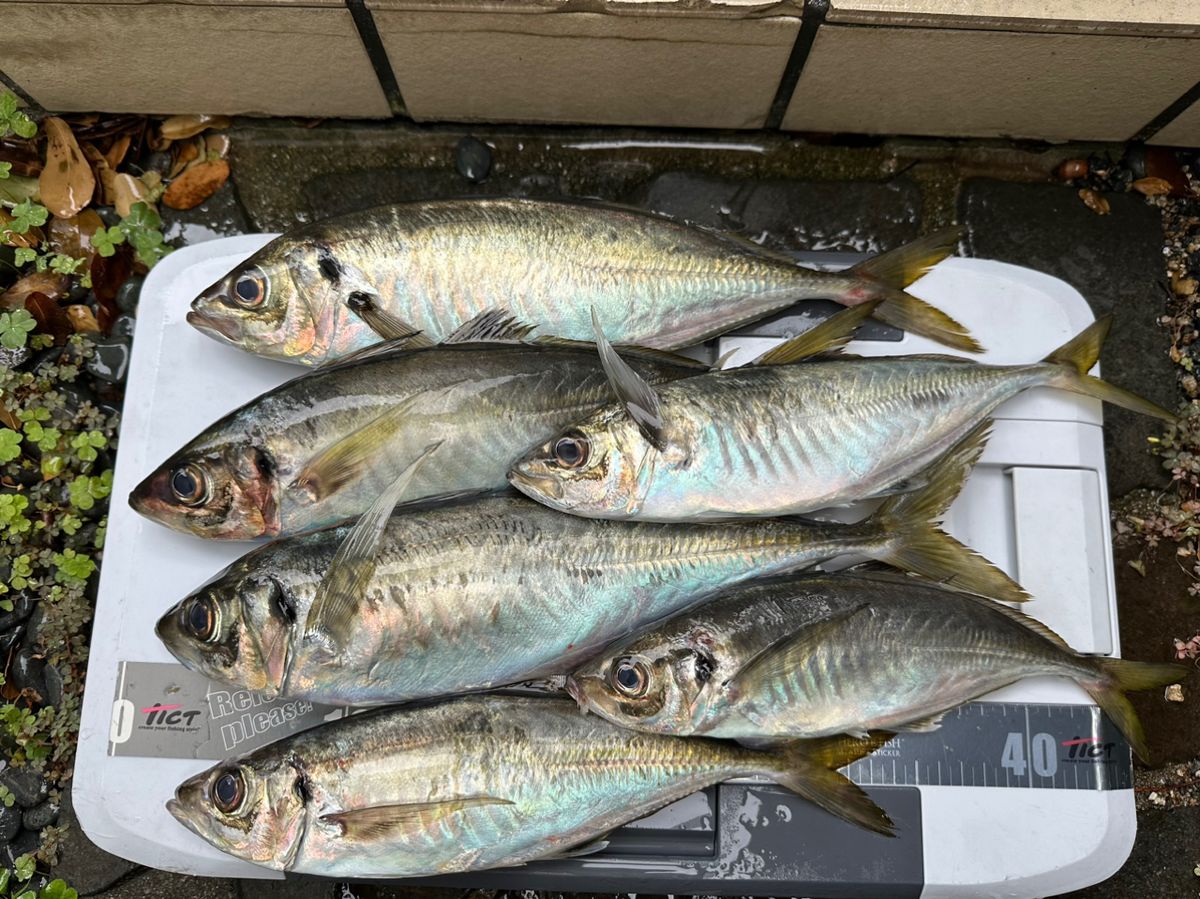 ヨースケさんの釣果 2枚目の画像