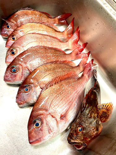 マダイの釣果