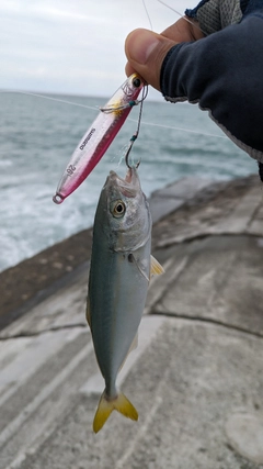 ワカシの釣果