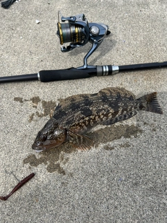 アイナメの釣果