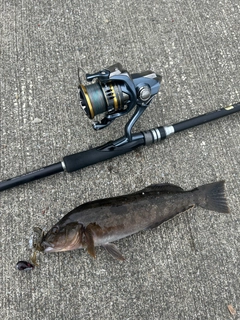 アイナメの釣果