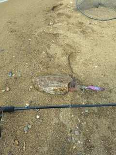 モンゴウイカの釣果