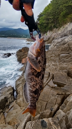 アイナメの釣果