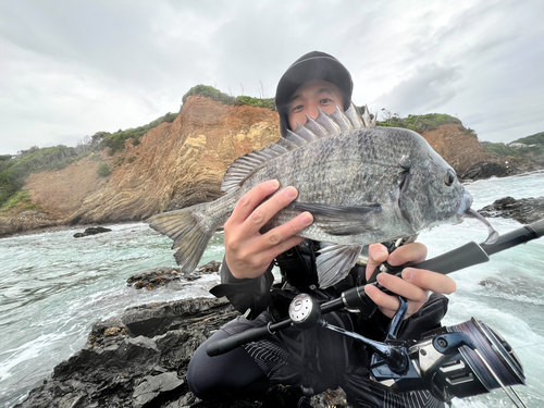 クロダイの釣果