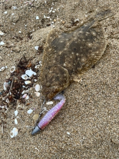 ヒラメの釣果