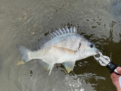 キビレの釣果