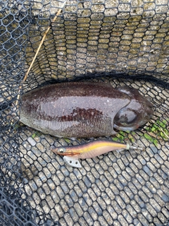 コウイカの釣果