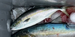 ワラサの釣果