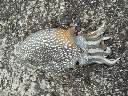 シリヤケイカの釣果