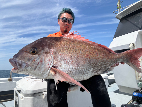 マダイの釣果