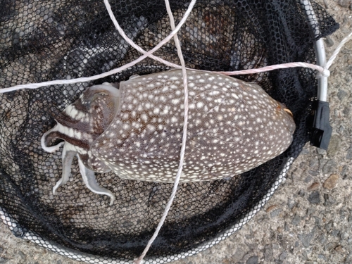 シリヤケイカの釣果