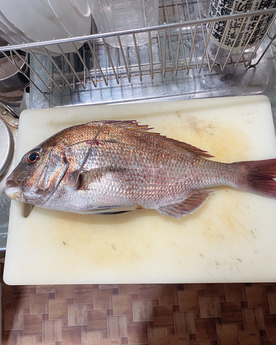 マダイの釣果