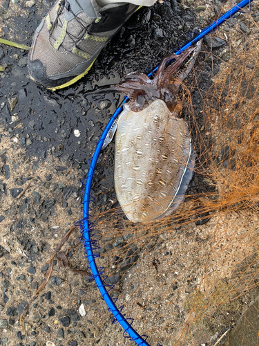 モンゴウイカの釣果