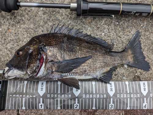 クロダイの釣果