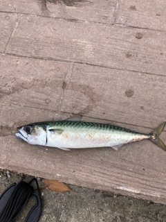 サバの釣果