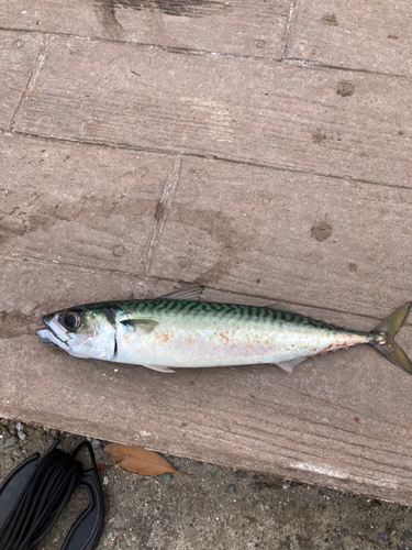 サバの釣果