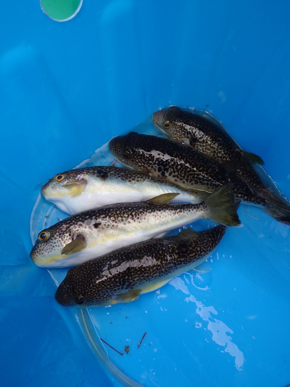 カワハギ太郎さんの釣果 2枚目の画像