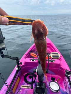 ホウボウの釣果