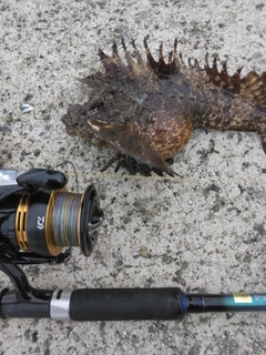 オニオコゼの釣果