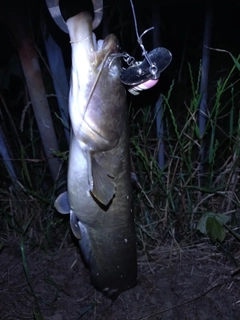 ナマズの釣果