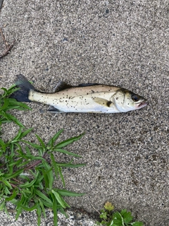 セイゴ（マルスズキ）の釣果