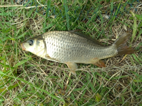 コイの釣果