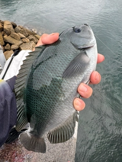 クチブトグレの釣果