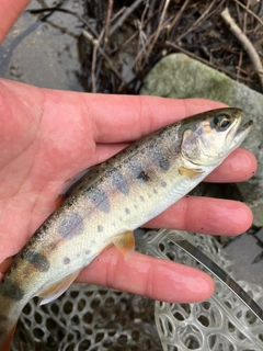 ヤマメの釣果