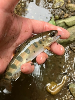 ヤマメの釣果