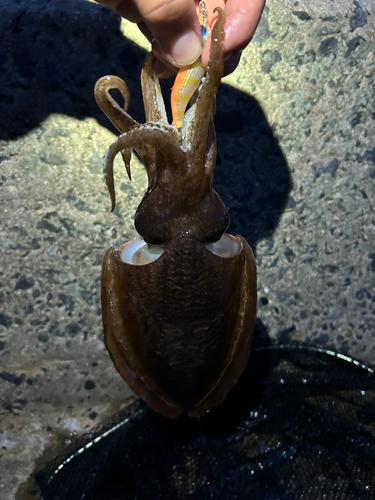 コウイカの釣果