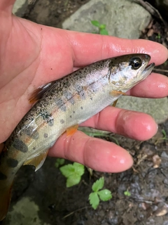 ヤマメの釣果