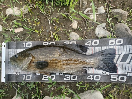 スモールマウスバスの釣果