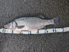 ヒラスズキの釣果