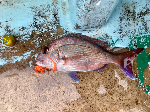 マダイの釣果