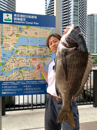 クロダイの釣果