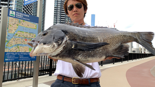 クロダイの釣果