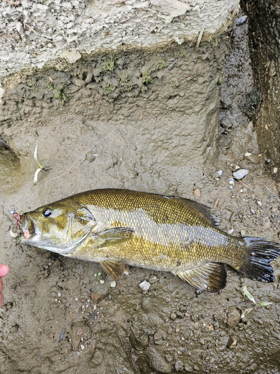 スモールマウスバス