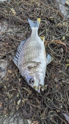 キビレの釣果