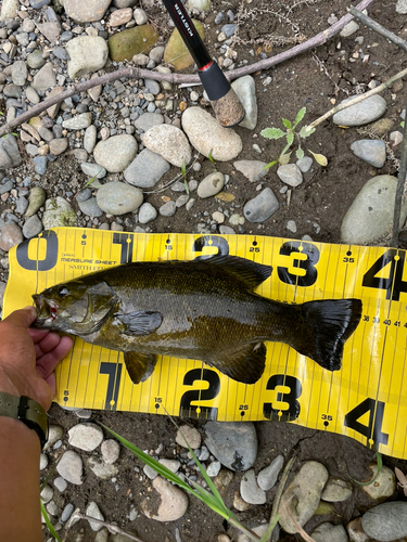 スモールマウスバスの釣果