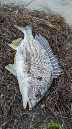 キビレの釣果