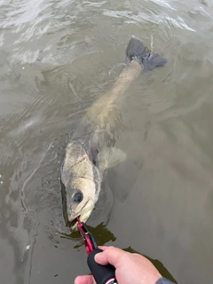 スズキの釣果