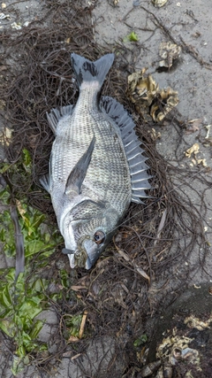 チヌの釣果